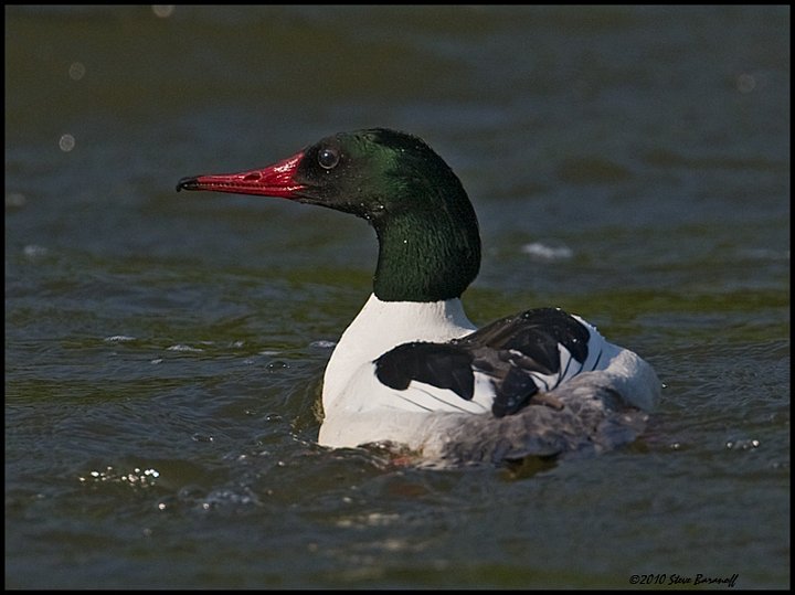 _0SB8463 common merganser drake.jpg